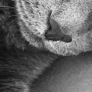 Meet your Posher, Gail